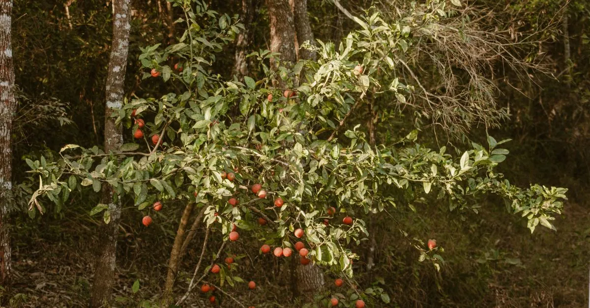 All Skill Fruit Tree Locations — cover image