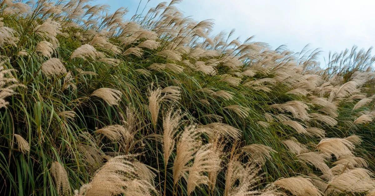 List of Grass Element Type Pals — cover image